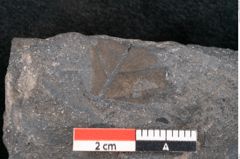 Foto (Detailansicht) von Plantae indet.  (NHMW-GEO-2024-0188-10264)